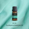 ZAVBE Eucalyptus Oil (Eucalyptus Globulus) 100% Pure, Natural, Therapeutic Grade