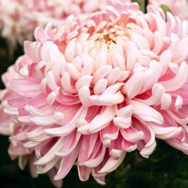 Japanese Pink Chrysanthemum Seeds ~ Cool Flowers ~ Rare ~ Heirloom ~ Beautiful - 20 Seeds
