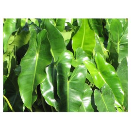 Rare Philodendron 'Burle Marx' - 3 Fresh CUTTINGS - Easy to Grow Tropical Plant Houseplant or Outdoors - Makes Great Tropical Groundcover