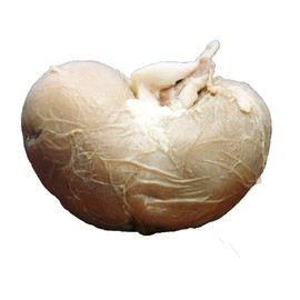 Anatomy Lab Preserved Sheep Kidney Specimen for Dissection, for Biology Classrooms, Vacuum Pack of 1
