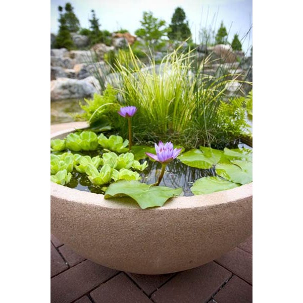 5 Premium Water Lettuce - Easy Live Floating Pond Plants