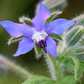 Organic Borage Herb Seeds 2 G ~67 Seeds – Heirloom, Non-GMO, Fast-Growing – Attracts Pollinators – Culinary & Medicinal Uses – Ideal for Gardens & Containers