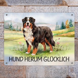 Bernese Mountain Dog in the Meadow Metal Sign XL in 21 x 28 cm with Saying Hund herum Glücklich Watercolour Design Shows Bernese Mountain Dog on Grassy Field