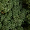 Reindeer Moss Lichen - Natural Preserved Dried - 500 grams