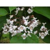 Catalpa (speciosa - North catalapa) Nice Garden Tree by Seed