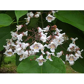 Catalpa (speciosa - North catalapa) Nice Garden Tree by Seed Kingdom (75 Seeds)