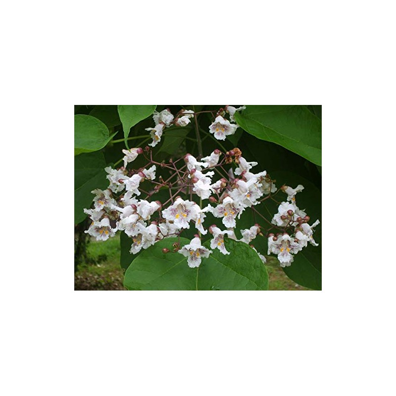 Catalpa (speciosa - North catalapa) Nice Garden Tree by Seed