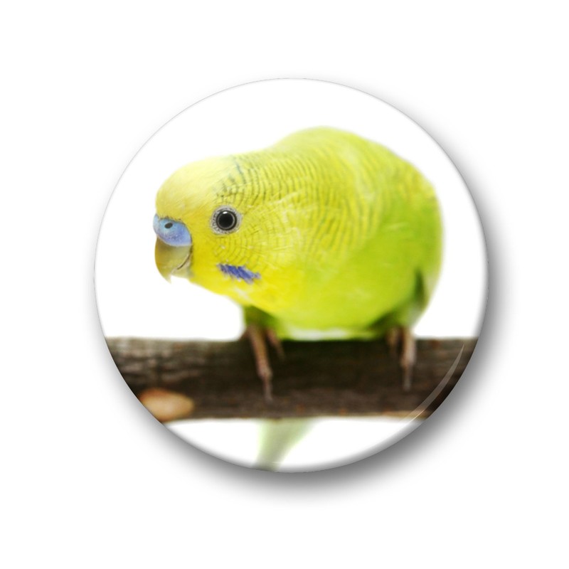 Merchandise for Fans Budgies Budgies Yellow / Blue / Green