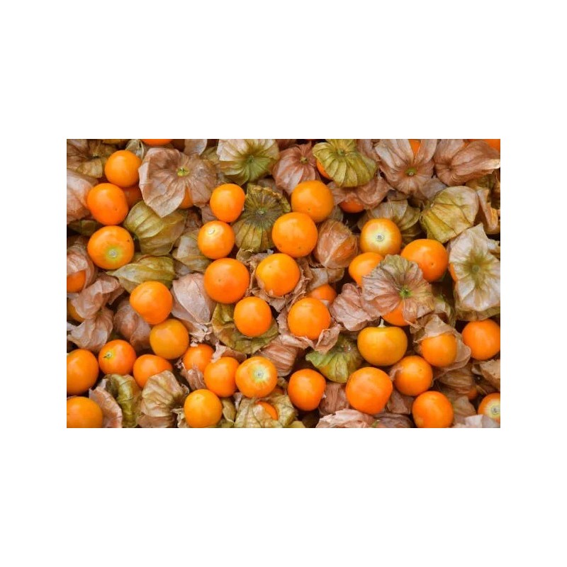 100+Tomatillo Seeds CapeGooseberry Chinese Lantern Fruit Golden Ground Berry USA