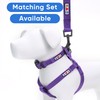 Pawtitas Adjustable Collar for Extra Small Dogs - Heavy Duty,
