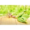 Health Embassy English Plantain Leaf (Plantago lanceolata L) (100g)
