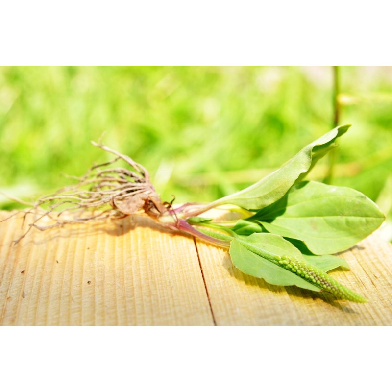 Health Embassy English Plantain Leaf (Plantago lanceolata L) (100g)