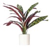 Vickerman 19" Rattlesnake Calathea Lancifolia in White Ceramic Pot.