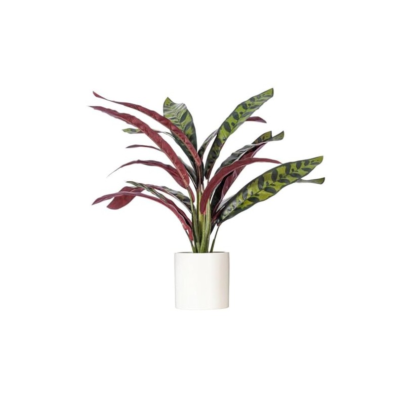 Vickerman 19" Rattlesnake Calathea Lancifolia in White Ceramic Pot.