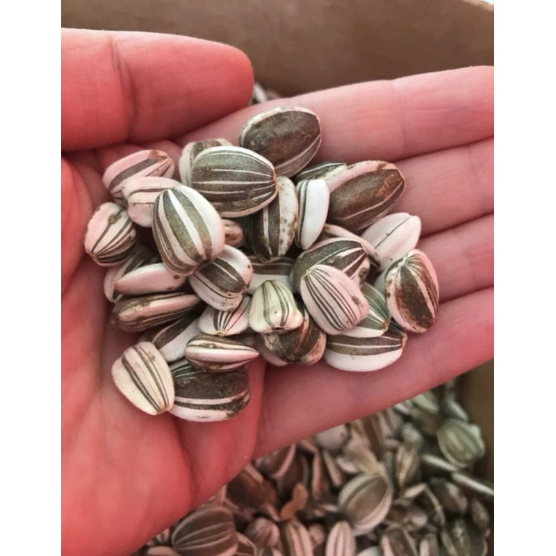 Aspetuck Growers MAMMOTH GREY STRIPE - MASSIVE SUNFLOWER - TALL