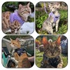 Arblina Soft Mesh Kitten Harness and Leash Set for Walking,