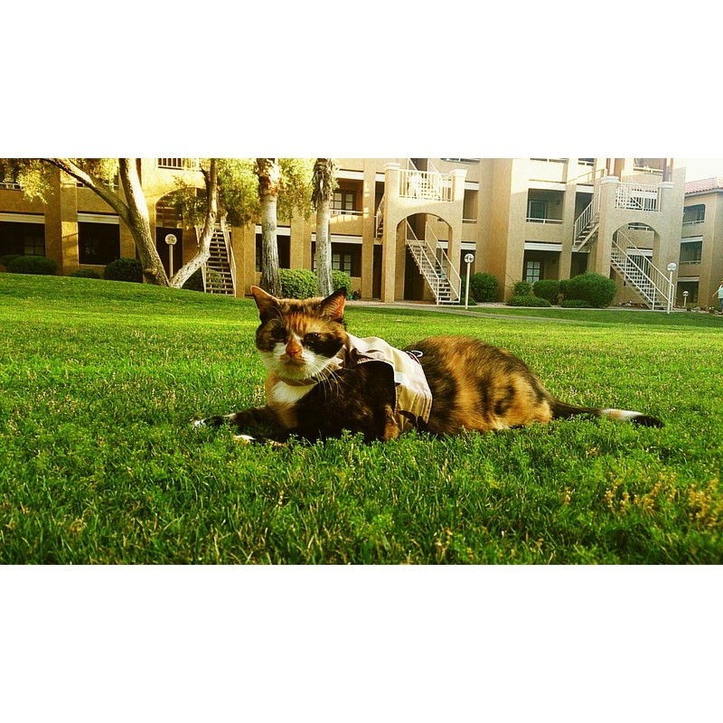 Mynwood Cat Jacket/Harness Desert Storm Combat Adult Cat