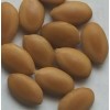10 Honey Mesquite Seed Pods ( Prosopis glandulosa) Drought Tolerant