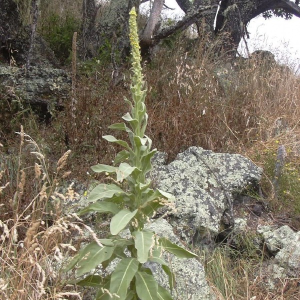 Mullein Seeds (Verbascum thapsus) Packet of 50 Seeds