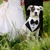 Formal Tuxedo Bandana Wedding Collar With Bow Tie and Neck
