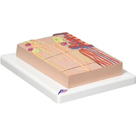 3B Scientific Human Anatomy - Nephron with Blood Vessels, 120x Size + Free Anatomy App - 3B Smart Anatomy