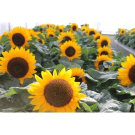Axel's Garden Seeds Sunflower Seeds - Dwarf Yellow Sunspot, Heirloom, Free Shipping - 5 Seeds