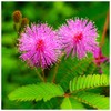 SeedsUP - 40+ Seeds Mimosa Shy Sensitive Plant Fast Growing