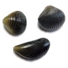 Behr Trendex Carp Clam Black One Size
