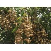 Longan 1 Longan Dimocarpus Tree With Pot 12” Dragon Eye