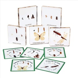 Insect Life Cycle Specimens, Excellerations Set of 5 Transparent Slides for Classroom Science Education, Bug Life Cycle Study for Kids, Preschool Science (Item # BUGLIFE)