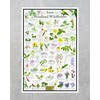 Iowa Woodland Wildflower Identification Guide | Picture ID Poster for