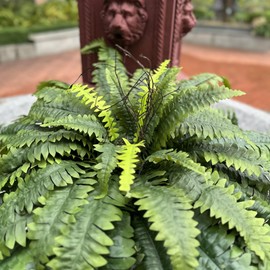 Forestwave Fake Ferns Artificial Plants Large, 51" Faux Boston Fern with Wooden Strips & 66 Fronds, Suitable for Outdoors Indoors Planters Home Porch Entrance Hall Decor, Realistic/UV Resistant