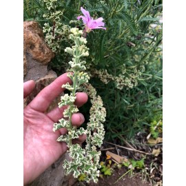 Unbranded RARE VARIEGATED COMPACT PELARGONIUM GERANIUM FRESH LIVE PLANT 3 X 6" CUTTINGS