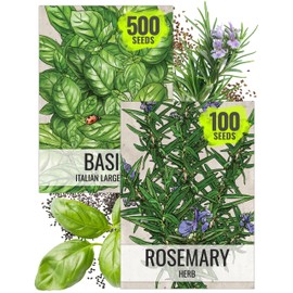 Seed Needs Rosemary Seeds & Basil Seeds for Planting Italian Herbs - Non-GMO Heirloom & Untreated Herb Seed to Plant an Indoor/Outdoor Culinary Medicinal Garden (Collection of 2 Packets)