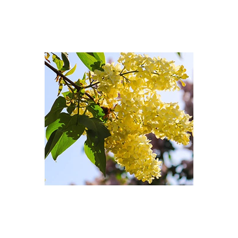 50 Yellow Lilac Seeds for Planting | Highly Prized for