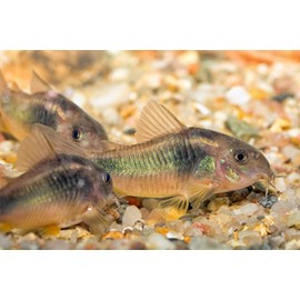 AQUATICBLENDEDFOODS ABF Cory Catfish & Bottom Feeder Mix with Soft Bits #7 with Krill,Spirulina,Kelp,Garlic,Squid & Mealworms ABF154WW2 (8oz)