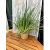 Cultivation Kit, Cup, Seeds, Soil, Instruction Manual Included, Easy Home