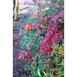 Nandina Domestica | 3 Extra Large 3 Gallon Plants | Heavenly Bamboo | Vibrant Year-Round Color | Low Maintenance