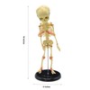 Single Head Infant Bone Model The Medical Teaching Model is