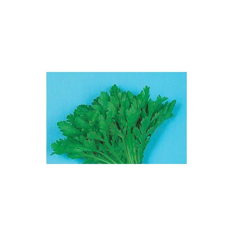 Chrysanthemum Greens Seeds - Garland Round Leaved Chrysanthemum Coronarium -