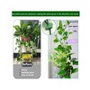 zalati Plant Climbing Supports 50 Pieces Plant Clips Wall Mount