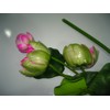 Plastic Artificial Lotus Flower Stick 40" Long