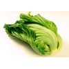 American Seed 1000+ Kekkyu Takana, Oriental Mustard, Gai Choy, Brassica