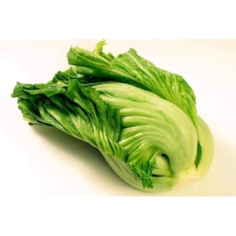 American Seed 1000+ Kekkyu Takana, Oriental Mustard, Gai Choy, Brassica