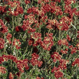 Outsidepride Antennaria Rubra Flowering Ground Cover Seed - 1000 Seeds