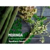 Southern Seeds Moringa - 10 Seeds - Heirloom Tree, Medicinal