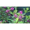 Indigofera tinctoria | Bengal or Madras or True Indigo |