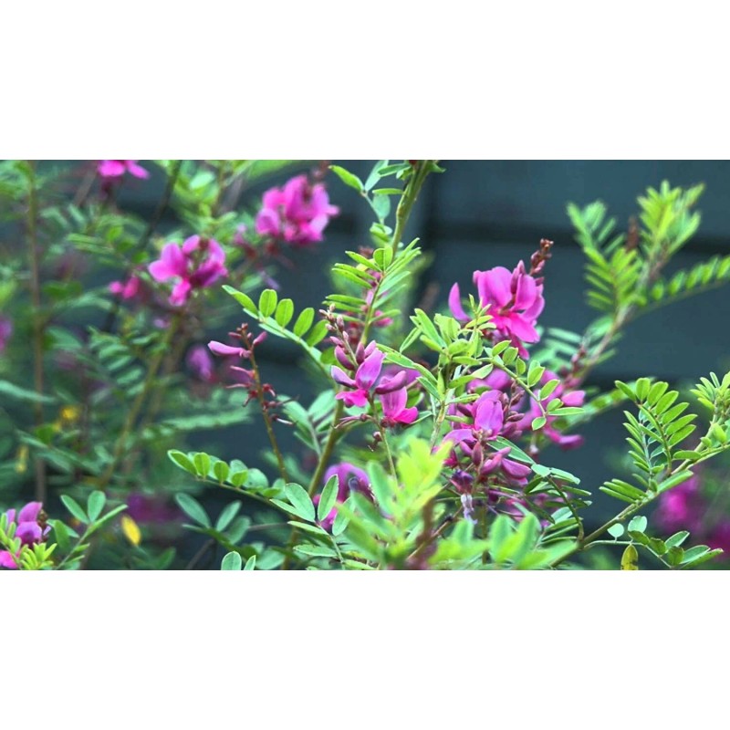 Indigofera tinctoria | Bengal or Madras or True Indigo |