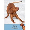 Vizsla Birthday Card