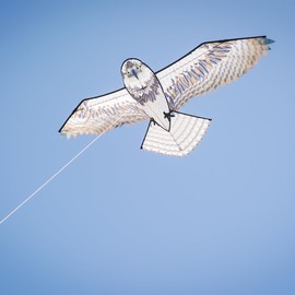 In the Breeze 3397 — 70-inch Osprey Kite — Realistic Printed Bird of Prey Kite; Single-Line Easy-Flying; Kite Line Included